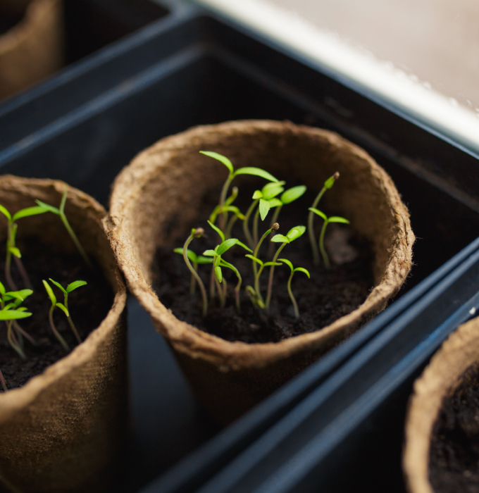 Horticulture carrier tray with sprouts