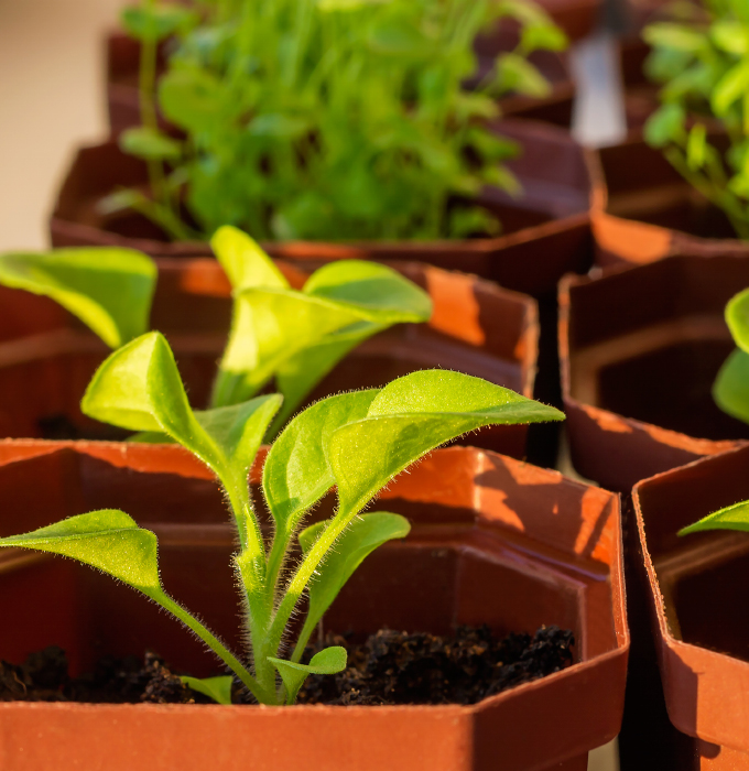 Horticulture flower pots with plant